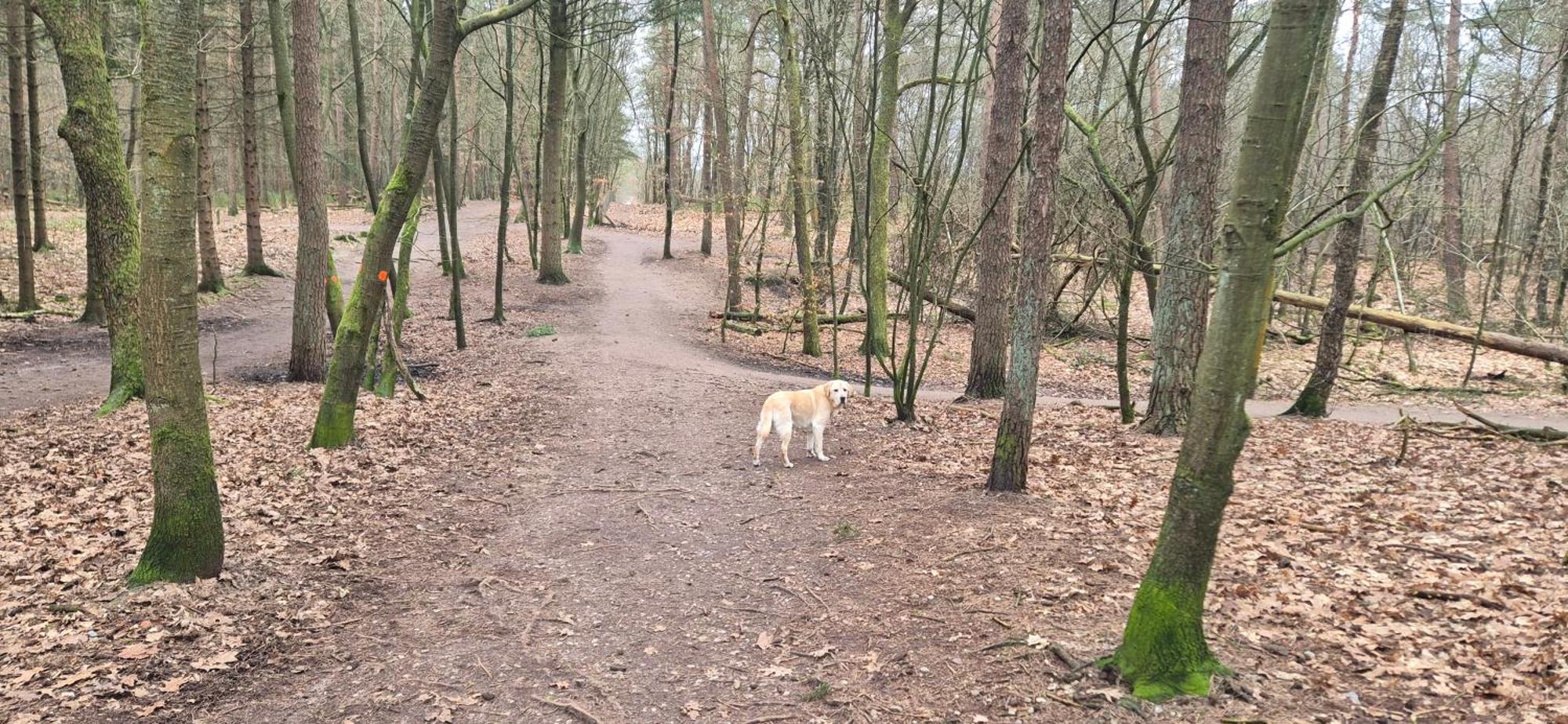 הונדרלו Het Veluwse Boshuisje Knus Chalet Met Omheinde Tuin Op De Veluwe מראה חיצוני תמונה